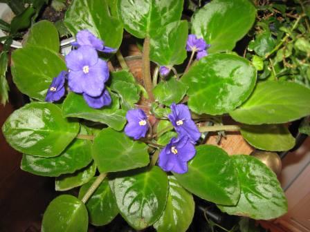 African violet plant