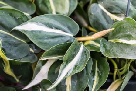 Philodendron foliage