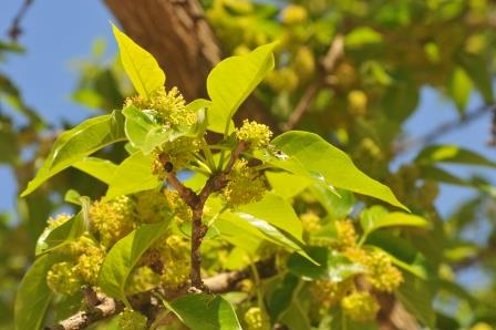 Immature leaves & flowers
